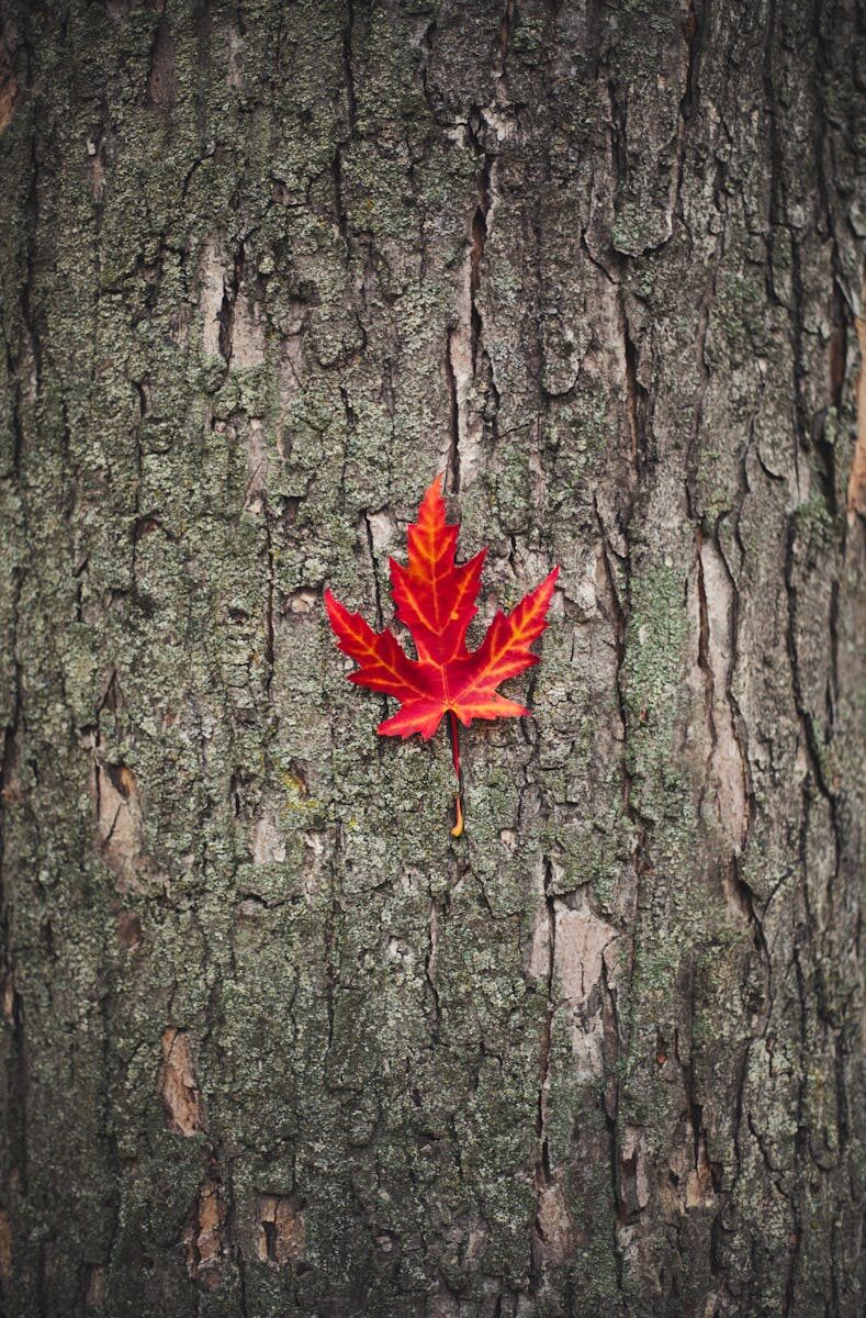 Real Estate Arbitration